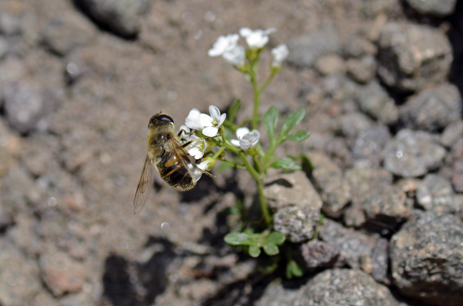 Cardamine resedifolia